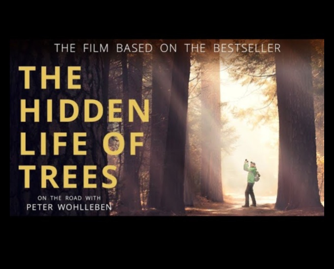 Mystical Woodlands II: Forest Scenes and their Everlasting Enchantments