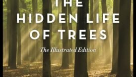 Mystical Woodlands II: Forest Scenes and their Everlasting Enchantments