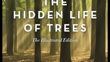 Mystical Woodlands II: Forest Scenes and their Everlasting Enchantments